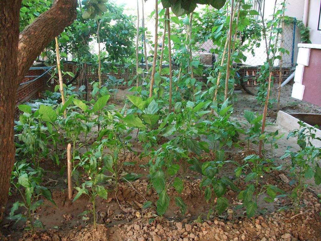 Ernur Pension ชานัคคาเล ห้อง รูปภาพ